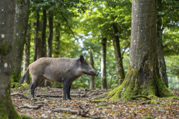 Wild boar (Sus scrofa), Vulkaneifel, Rhineland-Palatinate, Germany, Europe