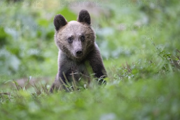 European brown bear or Eurasian brown bear (Ursus arctos arctos), young in a meadow, animal portrait