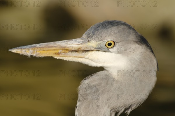 Grey heron (Ardea cinerea), captive, North Rhine-Westphalia, Germany, Europe