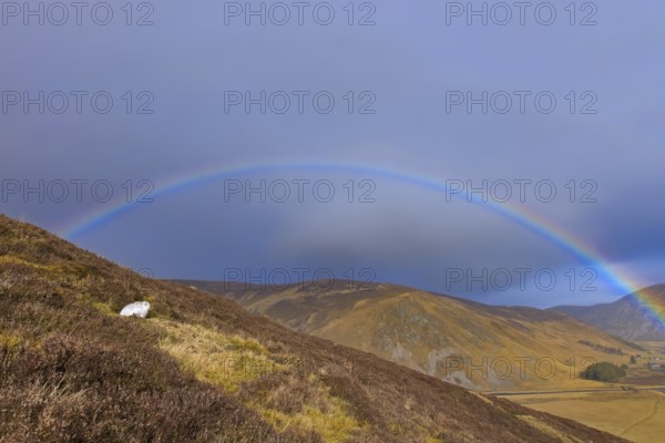 Rainbow and mountain hare, snow hare (Lepus timidus) in white winter pelage resting in the hills in late winter, Cairngorms National Park, Scotland, United Kingdom, Europe
