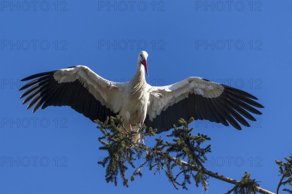Stork with wide open wings standing on a tree branch in front of a clear sky, White Stork (Ciconia ciconia), wildlife, Germany, Europe