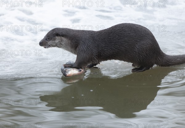 Otter (Lutra lutra) with prey fish at a partly frozen pond, snow, Germany, Europe