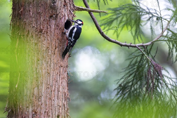 Great spotted woodpecker (Dendrocopos major), male with tongue outstretched at the entrance hole of the breeding cavity, Bad Homburg, Hesse, Germany, Europe