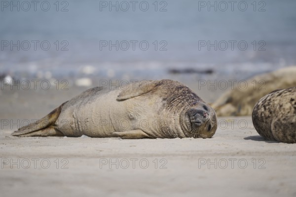 Grey seal (Halichoerus grypus) lying on the beach, Düne, Helgoland, Schleswig-Holstein, Germany, Europe