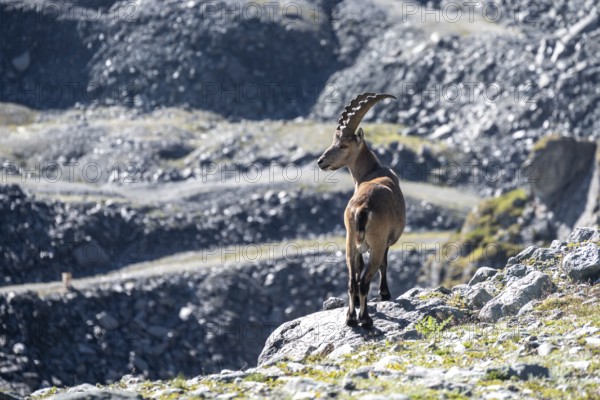Ibex in the mountains, Valais, Switzerland, Europe