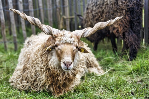 Zackelschaf (Ovis aries strepsiceros Hungaricus) lying in the grass, Hungarian sheep breed, twisted horns, Shepherd and Herding Festival 2017, Amelungsborn Monastery, Negenborn, Lower Saxony, Germany, Europe