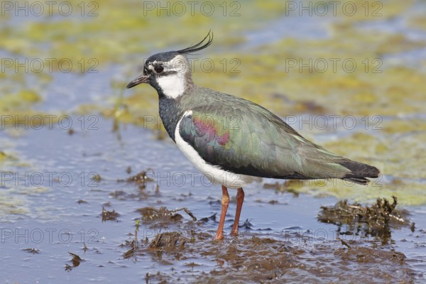 Lapwing (Vanellus vanellus), in splendid plumage, foraging on a moor, wildlife, Lembruch, Ochsen Moor, Dümmer nature park Park, Lower Saxony, Germany, Europe