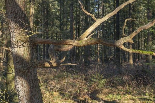 Old dried, crooked branches of an oak tree in the Wildeshauser Geest nature park Park, Emstek, Oldenburg, Lower Saxony, Germany, Europe