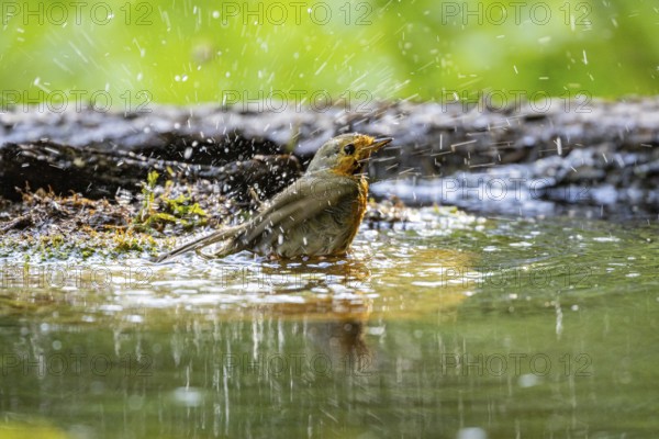 European robin (Erithacus rubecula) bathing Germany