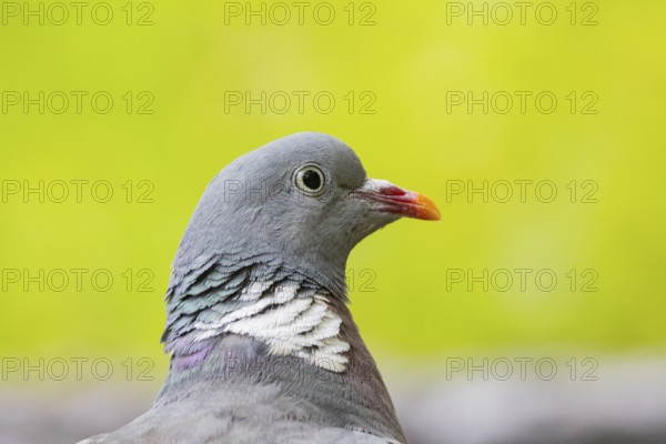 Woodpigeon (Columba palumbus) Germany