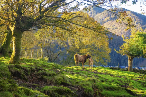 Two brown cows are standing on a grassy hillside with moss covered tree roots, surrounded by colorful autumn foliage and mountains in the background