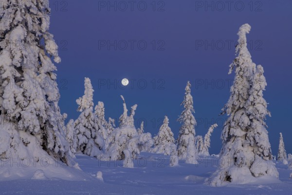 Tykky forest, snow covered spruce trees on the taiga at full moon in winter, Riisitunturi National Park, Finnish Lapland, Posio, Koillismaa, Finland, Europe