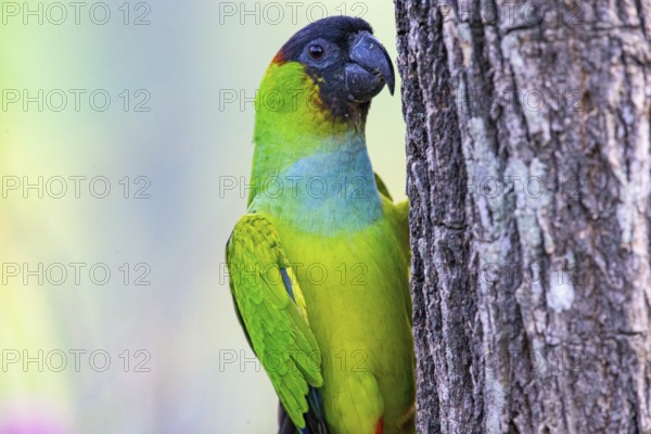 Nanday parakeet (Aratinga nanday) Pantanal Brazil