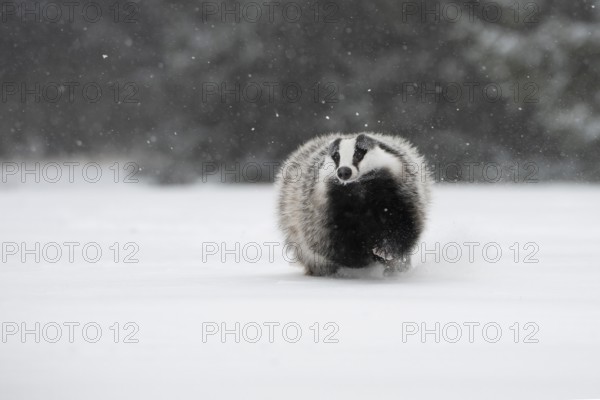 Badger in the snow, Wittlich, Rhineland-Palatinate, Germany, Europe