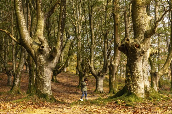 A young boy is walking through a forest with trees that have holes in them. Scene is peaceful and serene, as the boy is surrounded by nature and the trees are bare, beech forest