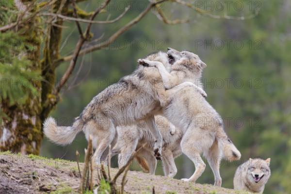 A pack of grey wolves (Canis lupus lupus) playing on a hill and showing social behaviour