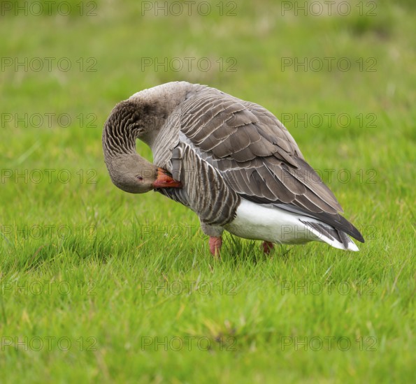 Greylag goose (Anser anser) standing in a meadow and preening its feathers, Lower Saxony, Germany, Europe