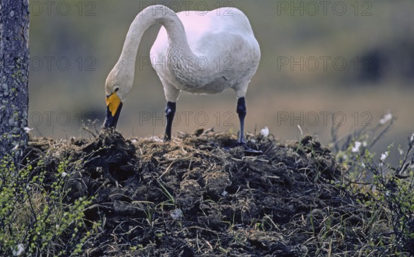 Whooper swan. Cygnus cygnus. Whooper swan adding vegetation to the nest. Kuusamo area. Finland
