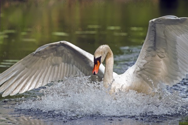 Mute swan. Cygnus olor. A swan lands on a river. Forest of La Wantzenau. Region of Alsace. France