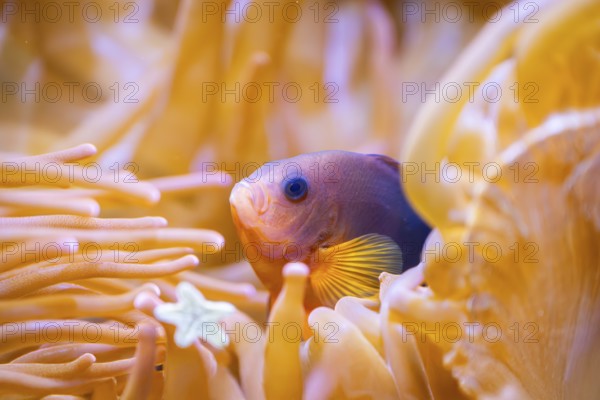 Yellowback anthias (Pseudanthias evansi) swimming under water, captive, Germany, Europe