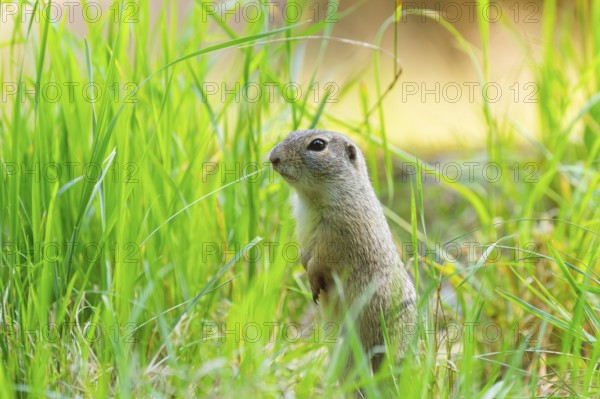European ground squirrel (Spermophilus citellus) on a meadwo, Bavaria, Germany, Europe