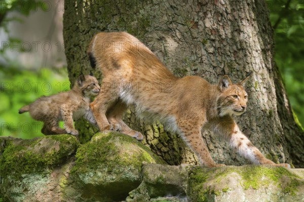 Eurasian lynx (Lynx lynx) mother with her youngsters (cubs) in a forest, Bavaria, Germany, Europe