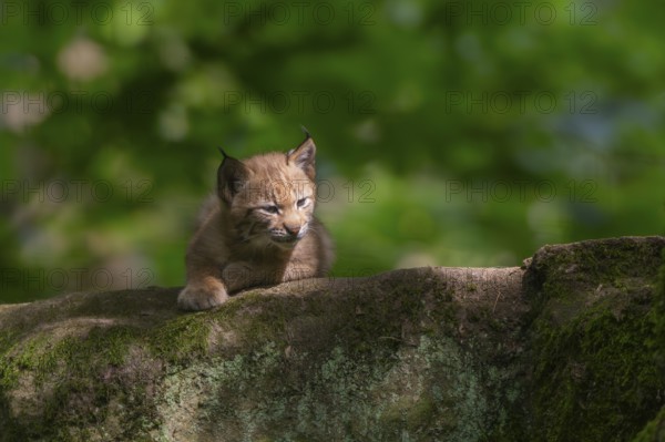 Eurasian lynx (Lynx lynx) cub (youngster) in a forest, Bavaria, Germany, Europe