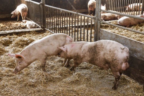 Oberlausitz, Saxony, Germany - Organic pigs in the barn, the animals on this farm are kept in a species-appropriate manner on straw, with generous space above organic standards and fed with the farm's own feed, after eating the pigs are also allowed to return to the outside areas