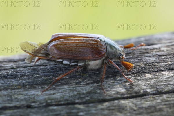 Close-up of cockchafer - fascinating details of a spring messenger