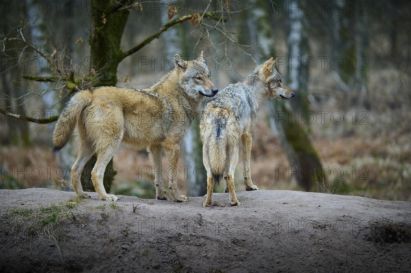 Two gray wolves (Canis Lupus), standing on a mound in the forest and observing their surroundings, surrounded by trees, Germany, Europe