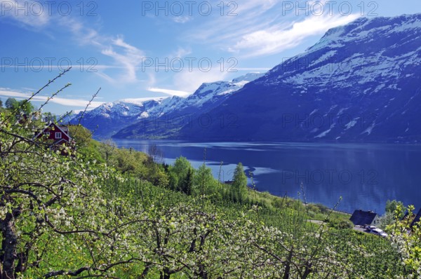 Green landscape with a view of a lake, surrounded by snow-capped mountains and trees, spring, fruit-growing area, Hardangerfjord, Fylke Vestland, Norway, Europe