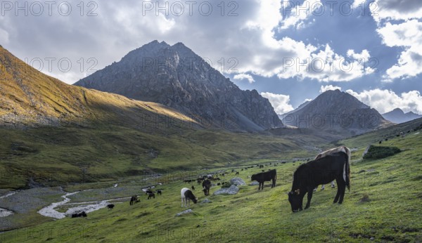 Cows in a mountain valley in the Tien Shan Mountains, near Altyn Arashan, Kyrgyzstan, Asia