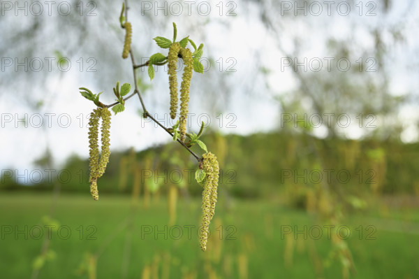 Common hazel (Corylus avellana), close-up of male catkins, Switzerland, Europe