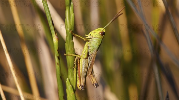 Close-up of a green locust (locusta), on a green stem, Strofilia biotope, wetlands, Kalogria, Peloponnese, Greece, Europe