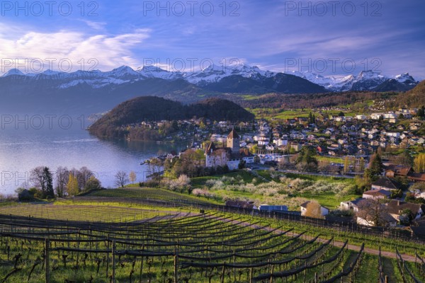 View of Spiez with castle on Lake Thun, vineyards and blossoming cherry trees (Prunus avium), snow-covered Bernese Alps in the background, Canton of Bern, Switzerland, Europe