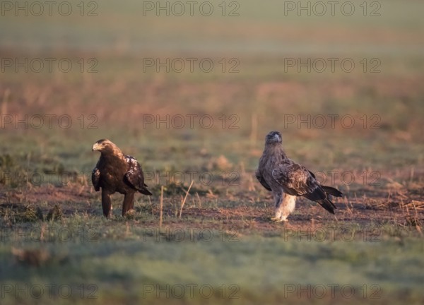 Iberian Eagle, Spanish Imperial Eagle (Aquila adalberti), Extremadura, Castilla La Mancha, Spain, Europe