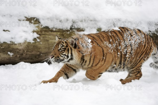 Sumatran tiger (Panthera tigris sumatrae) in the snow, captive, native to Sumatra, Indonesia, Asia
