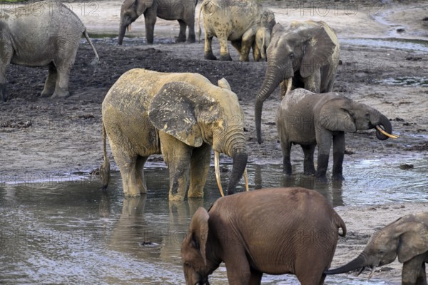 African forest elephants (Loxodonta cyclotis) in the Dzanga Bai forest clearing, Dzanga-Ndoki National Park, Unesco World Heritage Site, Dzanga-Sangha Complex of Protected Areas (DSPAC), Sangha-Mbaéré Prefecture, Central African Republic, Africa