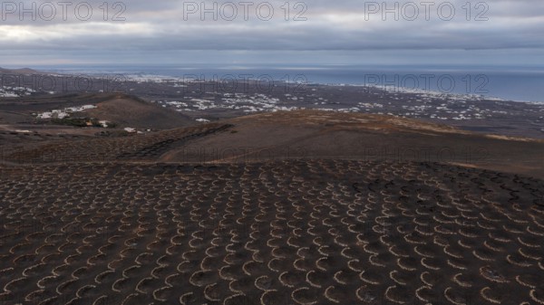 Grapevines growing in black volcanic soil in protected enclosed pits, La Geria, Lanzarote, Canary Islands, Spain, Europe