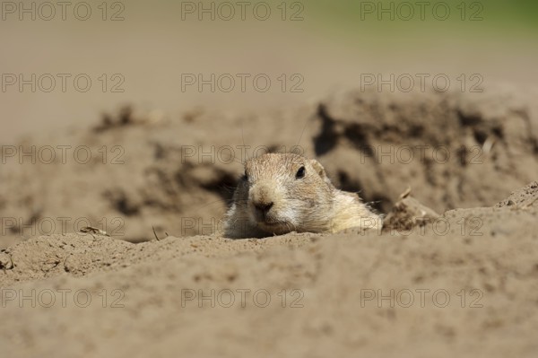 Black-tailed prairie dog (Cynomys ludovicianus) at the burrow, captive, occurrence in North America