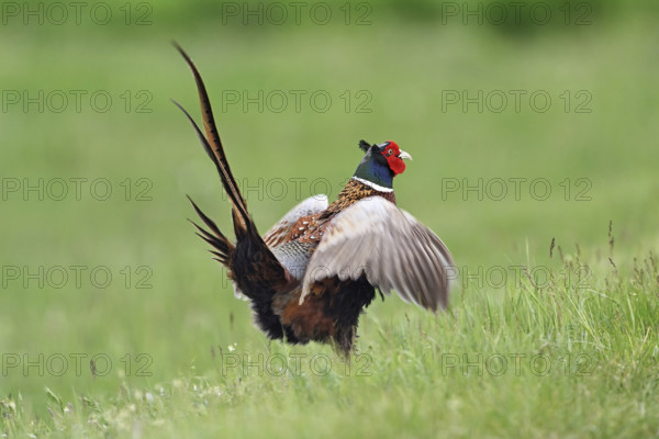 Pheasant or hunting pheasant (Phasianus colchicus), male flapping his wings, Lake Neusiedl National Park, Seewinkel, Burgenland, Austria, Europe