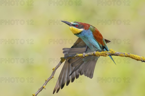 Bee-eater (Merops apiaster) sitting on a branch, stretching its wings, Wildlife, Lake Neusiedl National Park, Seewinkel, Burgenland, Austria, Europe