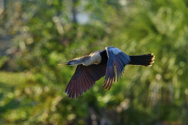 Snakebird (Anhinga anhinga), fly, spring, Wakodahatchee Wetlands, Delray Beach, Florida, USA, North America
