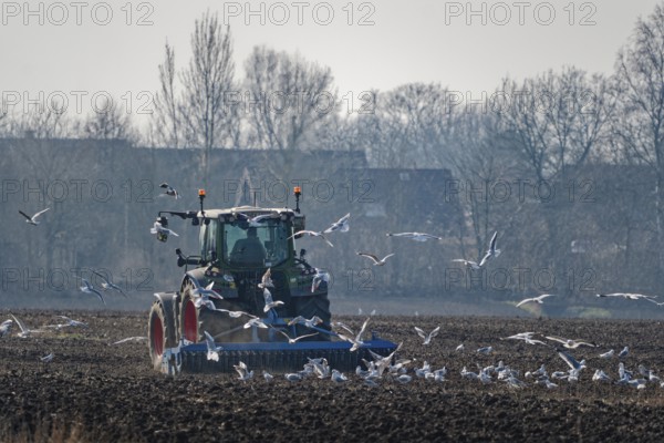 Seagulls search for food in the soil in a large flock around a tractor with which the farmer is harrowing his field. Kirchwerder, Hamburg, Germany, Europe