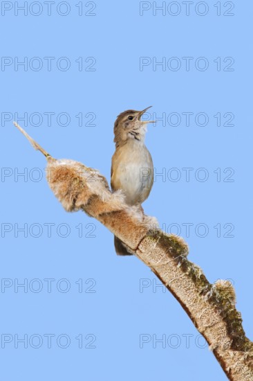 Savi's warbler (Locustella luscinioides) male singing from bulrush spike in wetland in spring