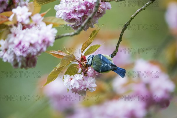 Blue Tit (Cyanistes caeruleus), adult bird perched in a flowering cherry tree, searching for insects, Hesse, Germany, Europe
