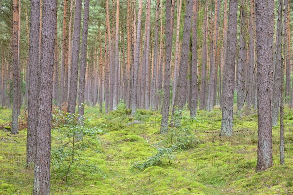 Coniferous forest, pines (Pinus), mossy forest floor, Südheide nature park Park, Lüneburg Heath, Lower Saxony, Germany, Europe