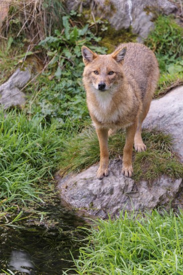 A golden jackal (Canis aureus) stands at a small puddle