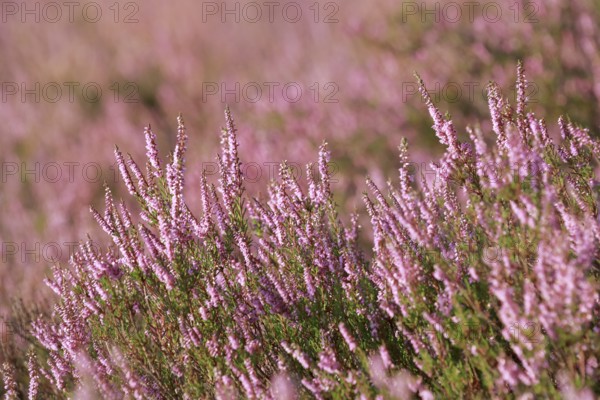 Close-up of flowering heather against the light in the Lüneburg Heath, Lower Saxony, Germany, Europe