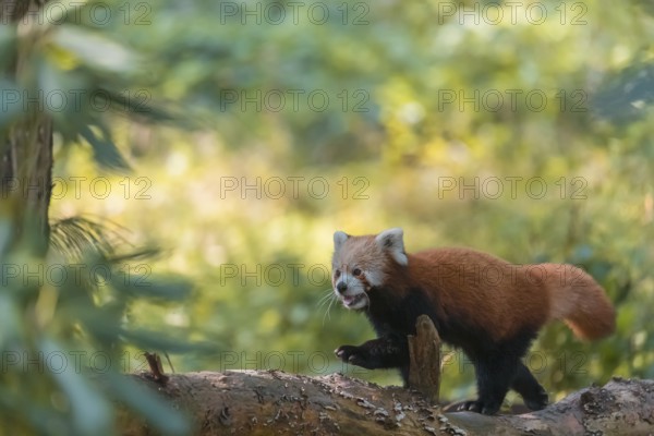 One red panda, Ailurus fulgens, walking on a branch lying on the ground. Green vegetation in the background